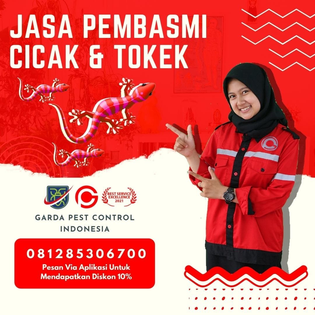 Jasa Pembasmi Tokek Semarang