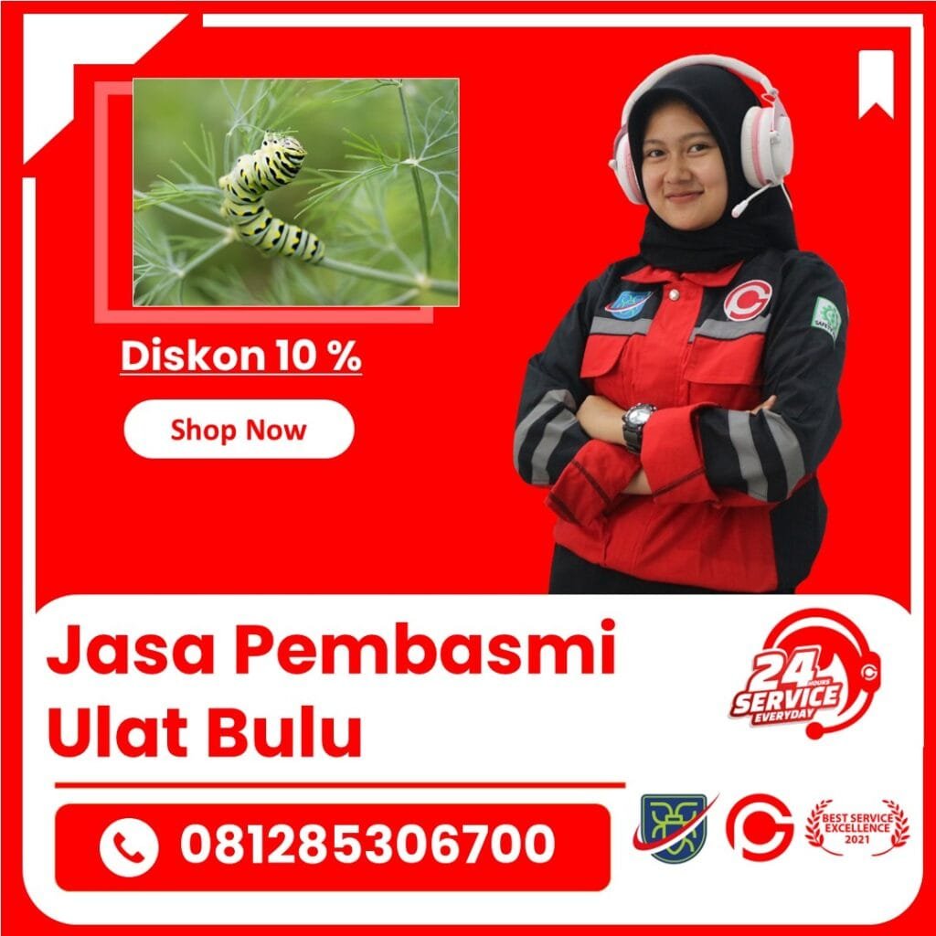 Jasa Pembasmi Ulat Bulu Semarang